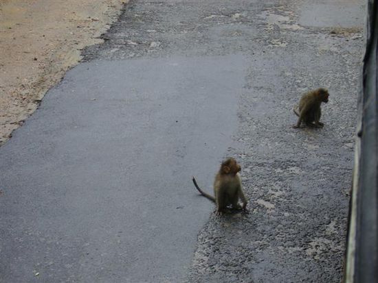 Affis auf dem weg nach coimbatore