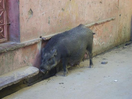 hier laufen wildschweine rum. ich fuehlte mich etwas bedroht - die nehmen aber gar keine notiz von einem.