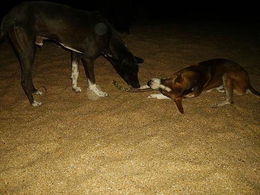 unsere beiden naechtlichen beschuetzer am strand