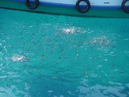 hier waren wir schnorcheln. lauer fischlies!