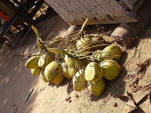 coconuts!!1
