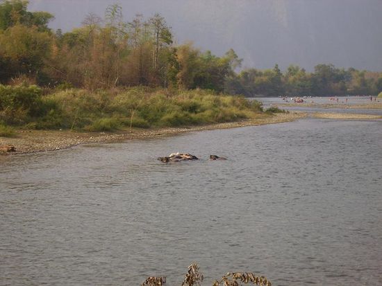 wasserbueffel im wasser. ganz da hinten sieht man leute tuben..aber nicht wirklich, weil zu klein.