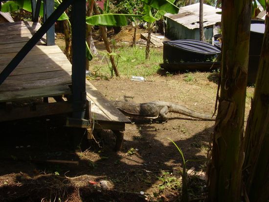 unser besucher, der komodo-waran