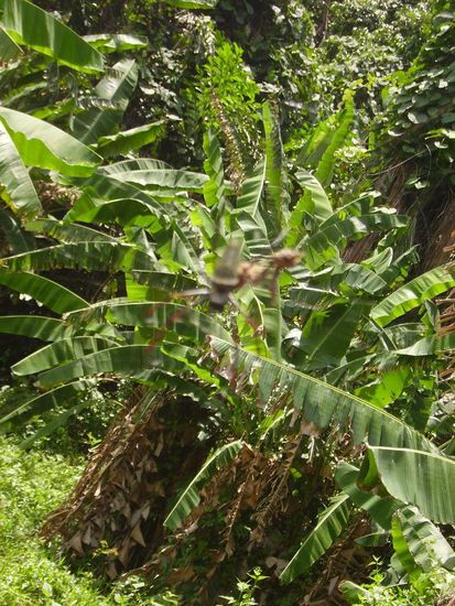 die spinnen hingen immer in den baeumen rum. leider hat meine kamera sich standhaft geweigert die spinne in scharf aufzunehmen und hat immer die bananenbaeume scharf gestellt. bloede. also das verschwommene inder mitte in eine grosse spinne!