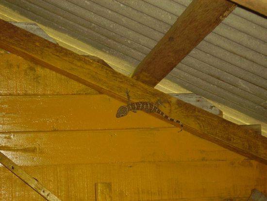 davon haben 2 in unserer huette gewohnt.