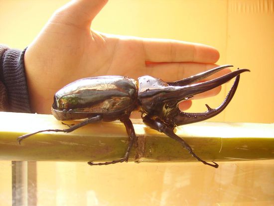 im butterflypark in den cameron highlands
