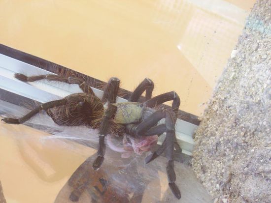 dieses huebsche tarantelchen isst gerade eine maus.