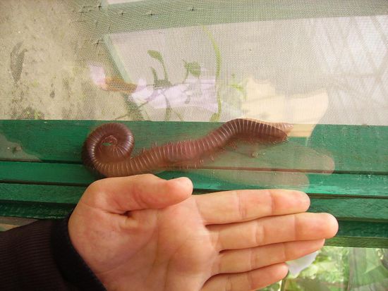 grosse ?-fuessler. so einen haben wir auch im dschungel gesehen.