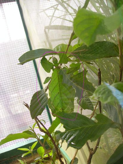 das was pink umrandet ist, ist ein wandelndes blatt und ein insekt!