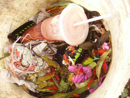 ja, was macht man mit toten schmetterlingen? ab in den muell damit.