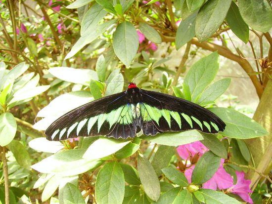 hier nochmal die lebende version