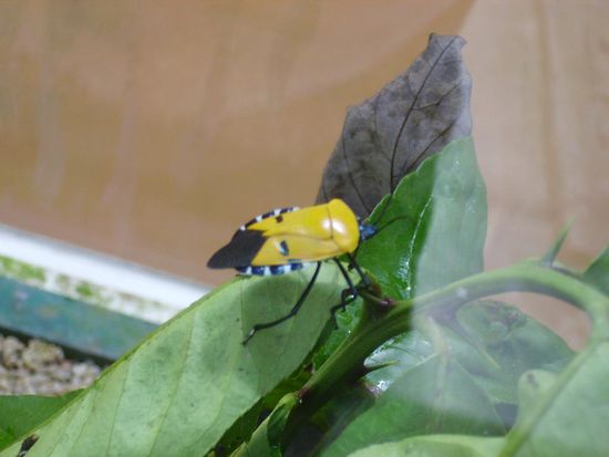 kaefer mit einem gesicht auf dem ruecken