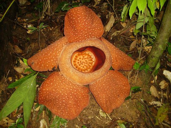 darf ich vorstellen - rafflesia
