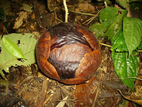 und ein rafflesia baby