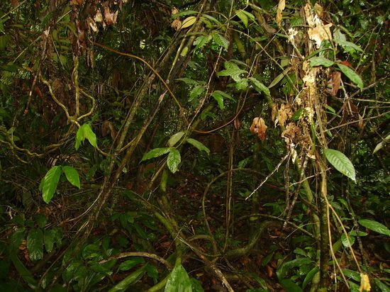 Luftschlangenbaumwurzeln-leider kommen ja sachen in real immer besser rueber!
