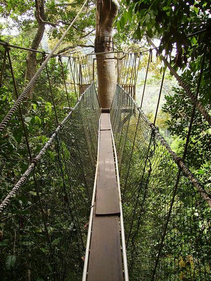 die beruehmten luftbruecken von taman negara. die sind so ca. 20 meter in den baeumen befestigt!