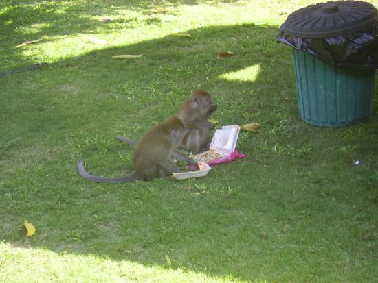 hihi - die kamen mehrmals am tag um die muelleimer zu checken *g*.