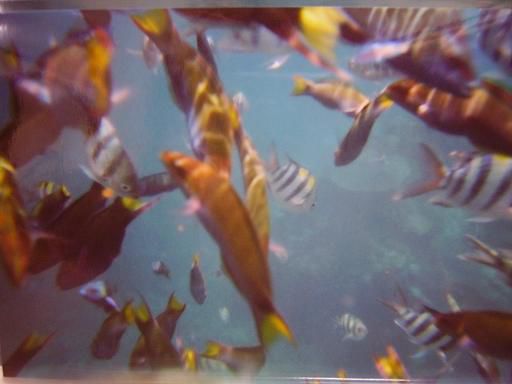 und die fische *g*. das bild hab ich mit meiner unterwassercamera gemacht und dann abfotografiert, also die qualitaet ist nicht so schoen.. aber ist schon toll, oder???