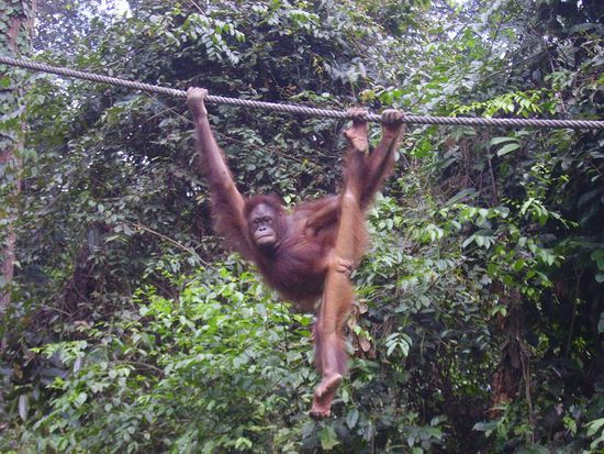 (das hier ist eine der lieblingshaengepositionen gewesen)