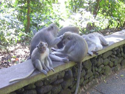 affen im monkeyforest