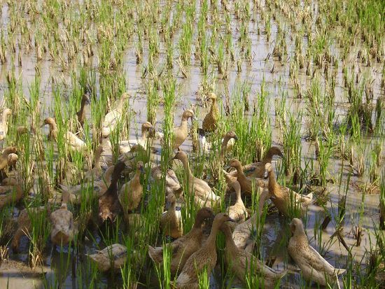 enten im reisfeld