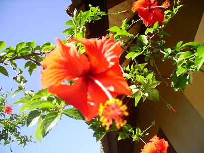 flower power