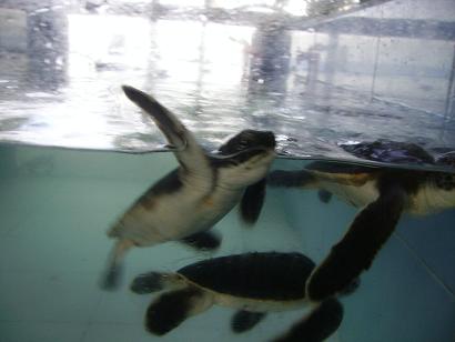 turtlerescue. die werden hier gepflegt, bis sie etwas groesser sind und dann ins meer gelassen. total gut!