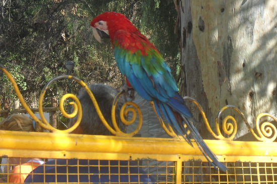 ...und ploetzlich sitzt da der Papagei und sagt "Hola"...