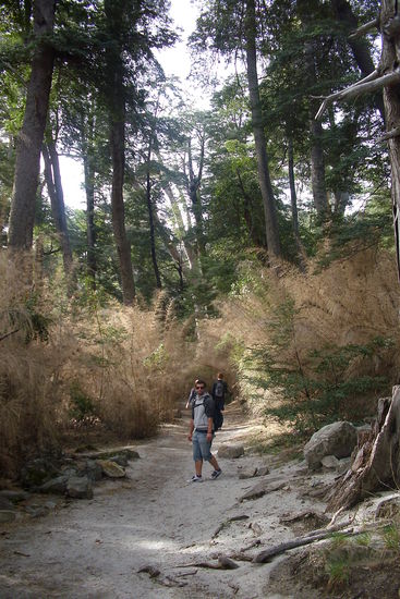 Verschollen im Jurassic-Park-Wald