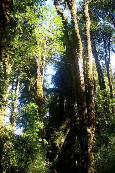 Ein Hauch vom Jurassic Park.