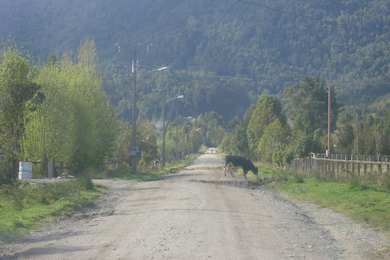 Eine Kuh versperrt den Weg zum Nationalpark.
