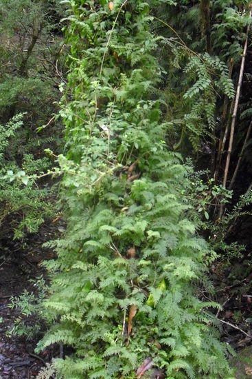 Hier versteckt sich ein Baumstamm.