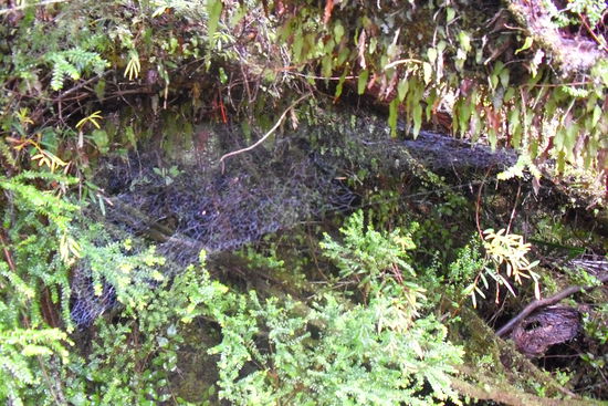 Scheinbar gibt es hier auch Spinnen