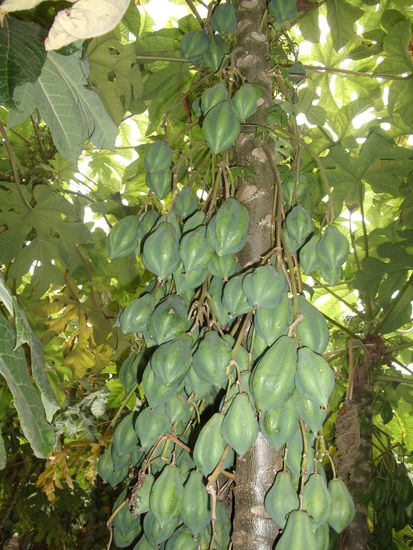 In einer Papayaplantage