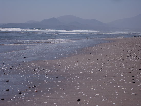 Paradies fuer Muschelsammler