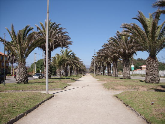 Eine Palmenallee zum Strand