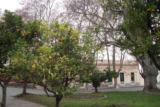 Mandarinenbaeume sind irgendwie cooler als Apfelbaeume an der Strasse 