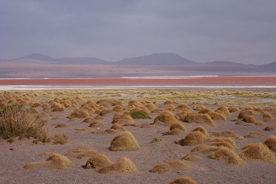 Laguna Colorada (hier sind uebrigens neben Mineralstoffen (Eisen?) bestimmte Algen fuer die knallrote Farbe verantwortlich)