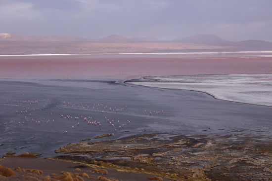 Die Flamingos in der Laguna Colorada