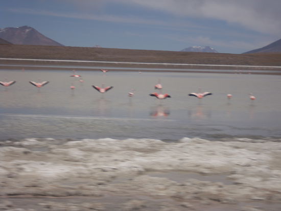Startende Flamingos