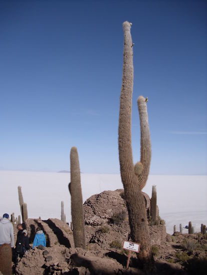 Fast 10 m hoher, geschaetzte 900 Jahre alter Kaktus