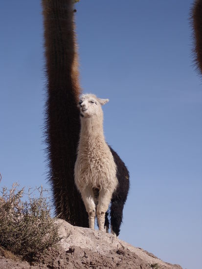 Lamas gibts wohl ueberall in Bolivien