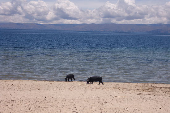 Glueckliches Schweineleben am...