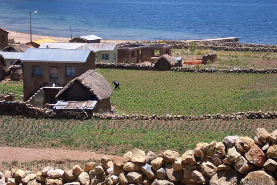 Hier wird Quinua angebaut