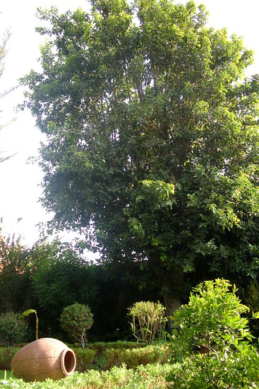 Avocadobaum im Klostergarten