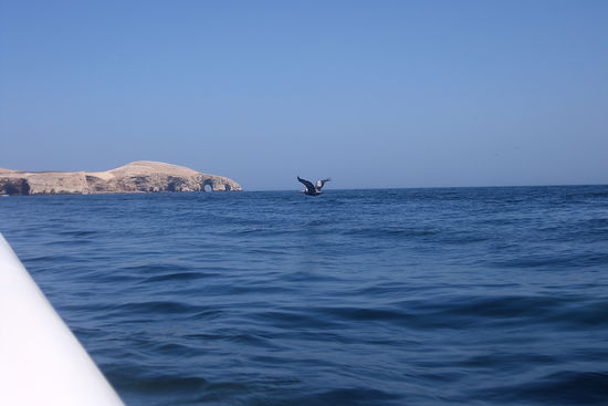 Der Pelikan zeigt uns den Weg