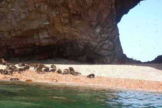 Die ersten Seeloewen und Pinguine (hinten im Schatten)