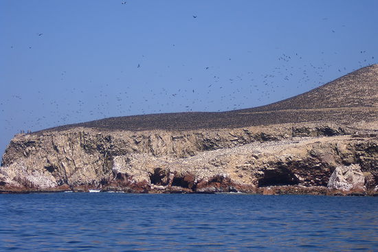 Das Dunkle dort sind alles Voegel!
