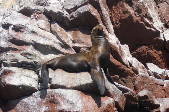 Oller Angeber...ein "Macho"