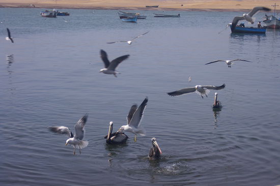 Kampf um die Fischabfaelle